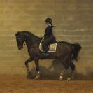 Cavallo 7 anni 