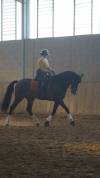 Cavallo 7 anni 