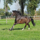 Cavallo 7 anni 