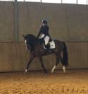 Cavallo 7 anni 