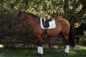 Hongre - PRE - 9ans - Dressage / Loisir