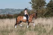 Hongre - PRE - 9ans - Dressage / Loisir