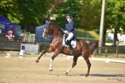 Maître d’école dressage 