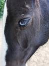 Irish Cob top loisirs