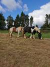 Irish Cob top loisirs