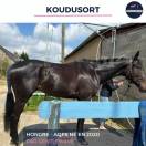 KOUDUSORT - 5 ANS - AQPS