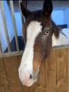 Poney Pie Tobiano homozygote