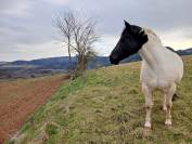 Jument OC Paint x Irish Cob de 10 ans