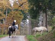 Jument OC Paint x Irish Cob de 10 ans