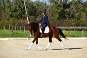 Jument de dressage 