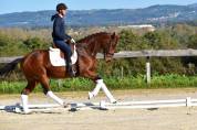 Jument de dressage 