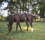 Yearling PFS smoky black 