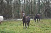 Yearling PFS smoky black 