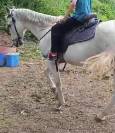 CABALLO CON DOMA