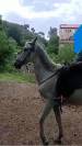 CABALLO CON DOMA