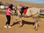 CABALLO CON DOMA