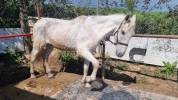 CABALLO CON DOMA