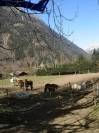 Centre équestre situé dans la vallée de Chamonix