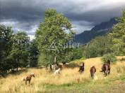 Centre équestre situé dans la vallée de Chamonix