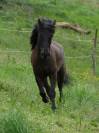 Poney polyvalent et attachant