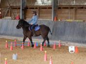 Poney polyvalent et attachant