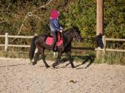 Poney polyvalent et attachant