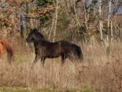 Poney polyvalent et attachant