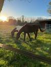 Pensions Chevaux - Haras du Griottier - 83460 Les Arcs sur Argens 