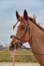 Dulce - cheval maître d’école de 12 ans 