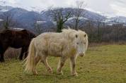 Poneys shetlands à vendre