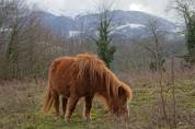 Poneys shetlands à vendre