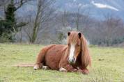 Poneys shetlands à vendre