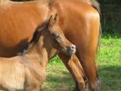 chevaux pur sang arabe et dsa