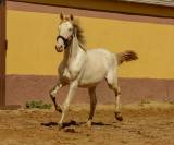 Precioso potro Albino