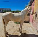 Precioso potro Albino
