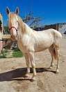 Precioso potro Albino