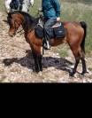 Castrone Arabo 9 anni