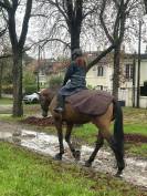 Enseignante indépendante en équitation & travail des ch