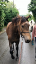 Pouliche 2 ans / Welsh Cob isabelle