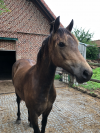 Pouliche 2 ans / Welsh Cob isabelle