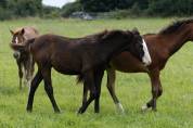 Pouliche Paint Horse 