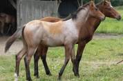 Poulain Quarter Horse Bai Rouan