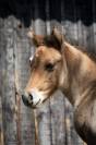 Poulain Quarter Horse Bai Rouan