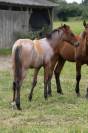 Poulain Quarter Horse Bai Rouan