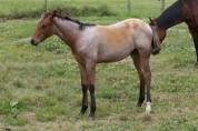 Poulain Quarter Horse Bai Rouan