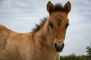 Pouliche Quarter Horse