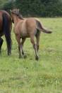 Pouliche Quarter Horse