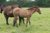 Pouliche Quarter Horse