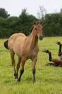 Pouliche Quarter Horse