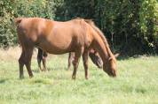 Poulinière Quarter Horse à donner